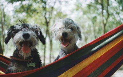 In the immersive world of animals – VR and AR cases