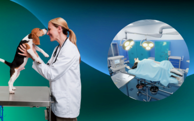 Modern veterinary medicine helps animals by using the virtual reality