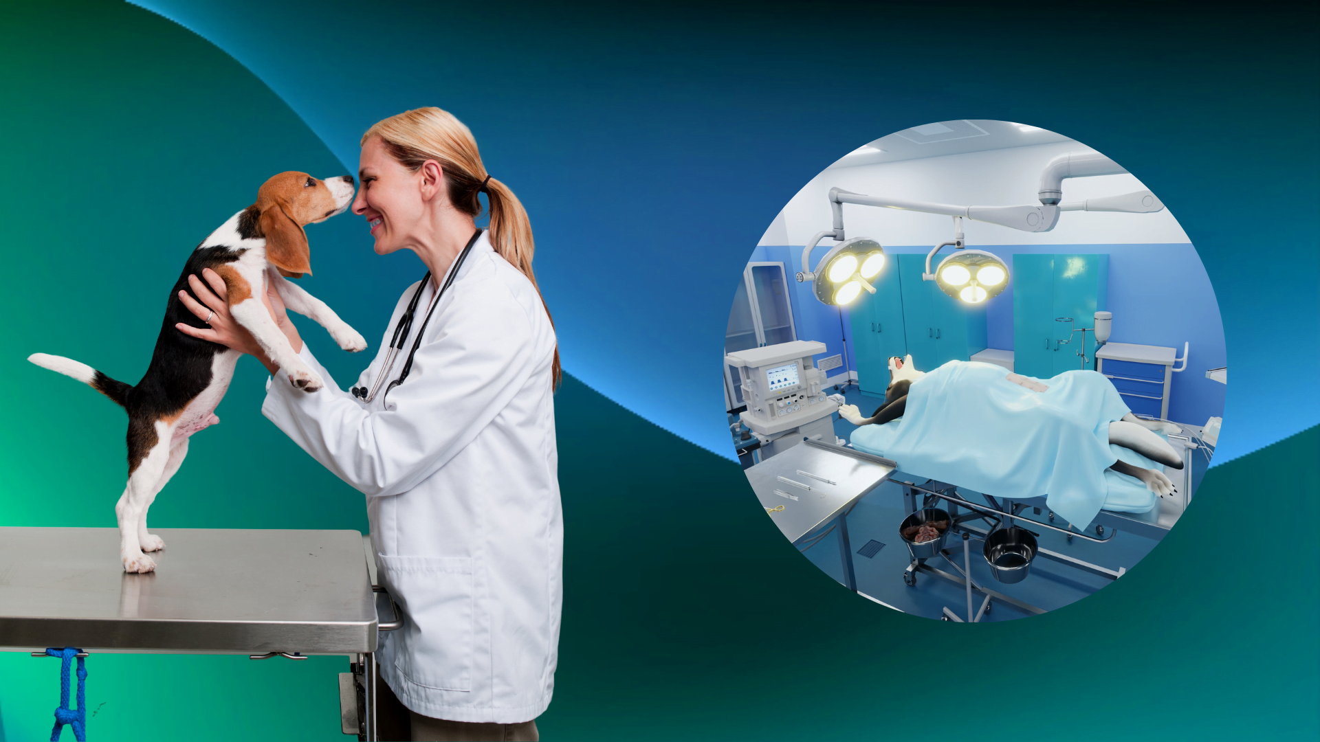 Modern veterinary medicine helps animals by using the virtual reality